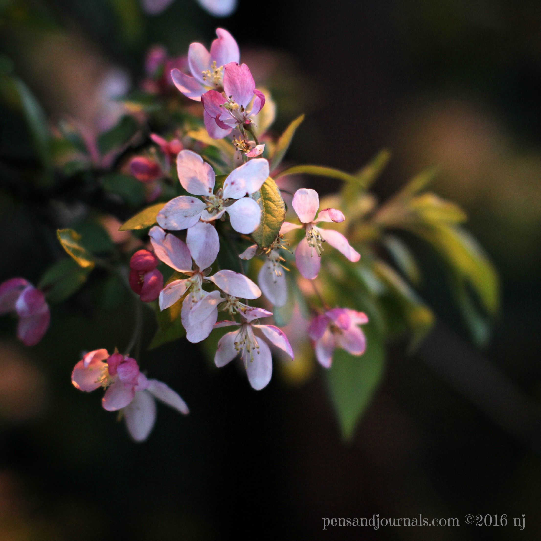 crabapple blossoms wdp